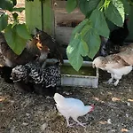Chambre A La Ferme