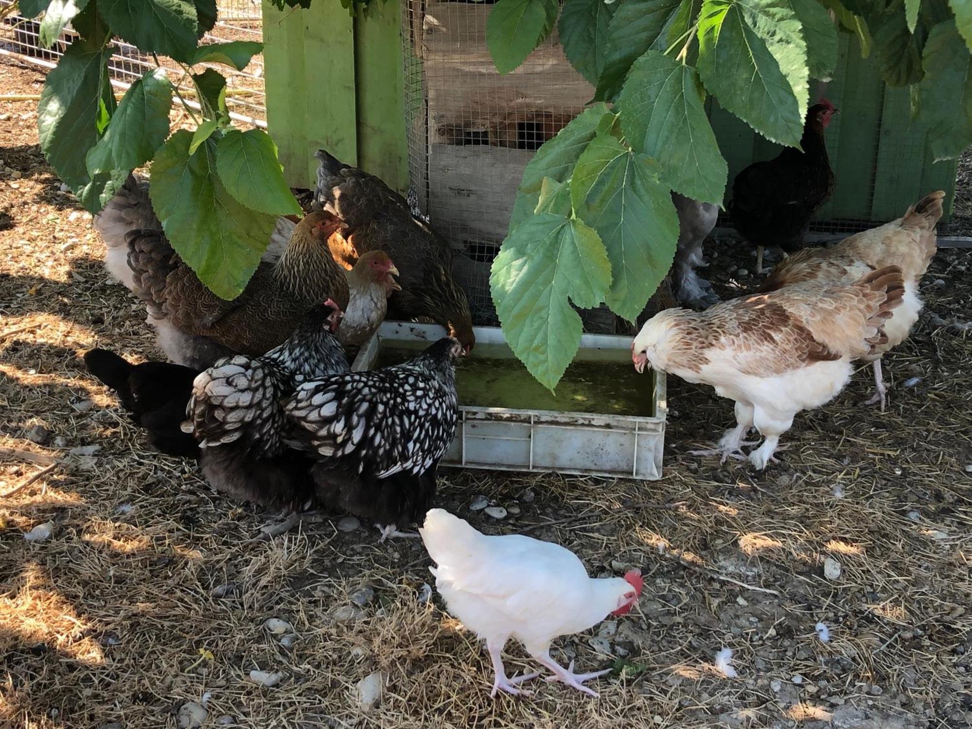 Hospedagem domiciliar A La Ferme *